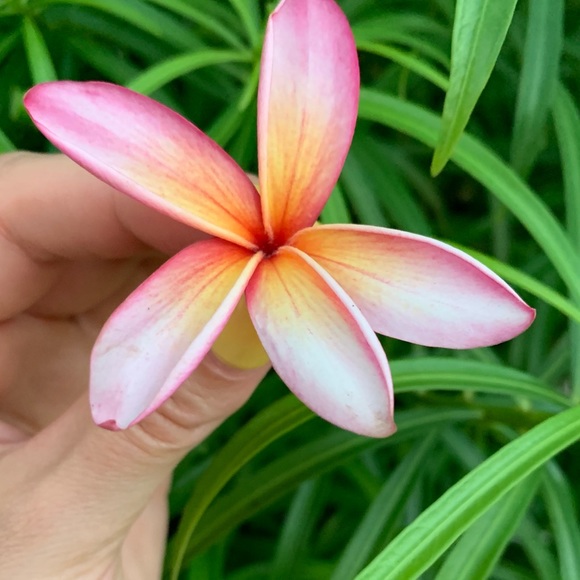 Meet your Posher, Stefanie - Picture 1 of 1